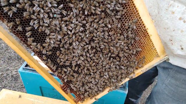 Начало весенних работ 2021. Как перезимовали семьи в ППУ ульях. смотреть онлайн