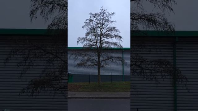 Grey alder (Alnus incana) - tree - January 2018 смотреть онлайн