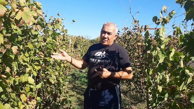 Работы на винограднике Октябрь 2022 смотреть онлайн