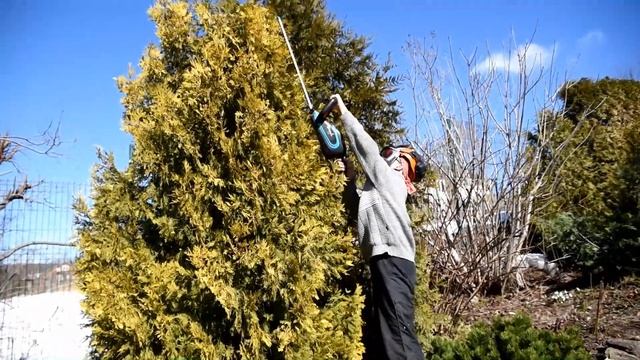 Стрижка туи для сада в китайском стиле смотреть онлайн