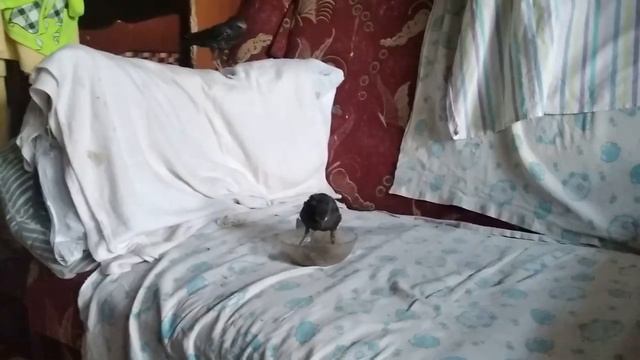 Большие обижают маленьких