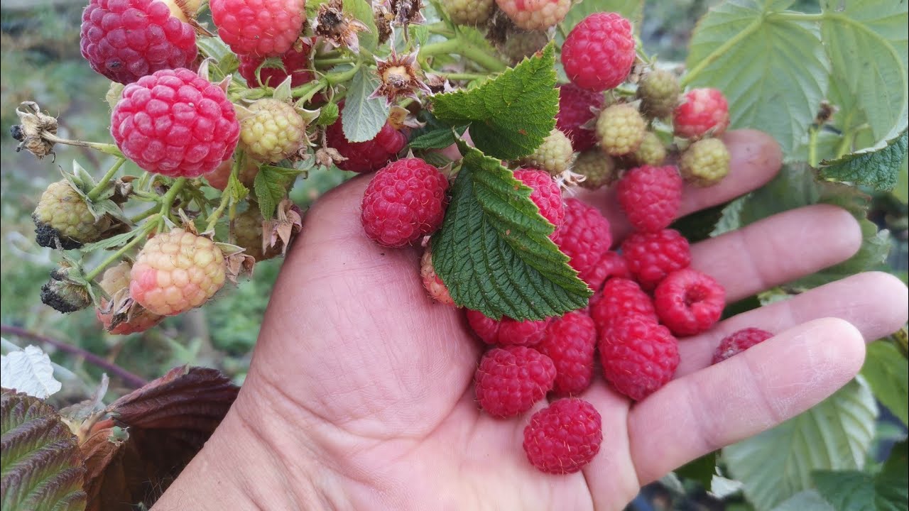 МАЛИНА МАРАВИЛЛА! СЕКРЕТЫ и ОСОБЕННОСТИ сорта! смотреть онлайн