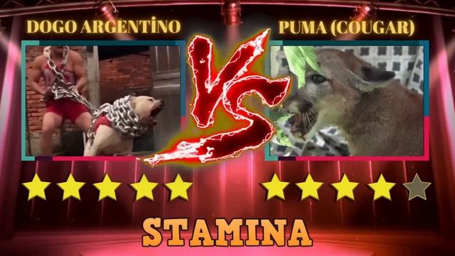 Dogo Argentino Vs Puma Mountain Lion In a Real Fight - PITDOG смотреть онлайн