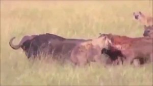 Животные. Гиены против буйвола. Буйволу оторвали яйца.