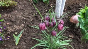 Короли моего сада. Рябчик Императорский. Рябчик шахматный. Рябчик бледноцветковый.