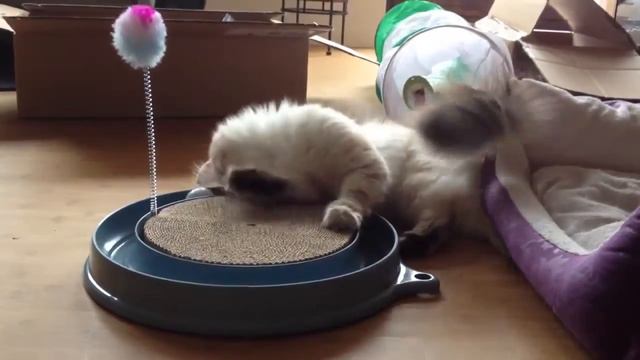 Когтеточка Play n Scratch смотреть онлайн