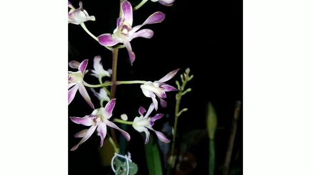 Fragrant Dendrobium Blue Twinkle (Betty Gotto x Canaliculatum)🤫😆 смотреть онлайн