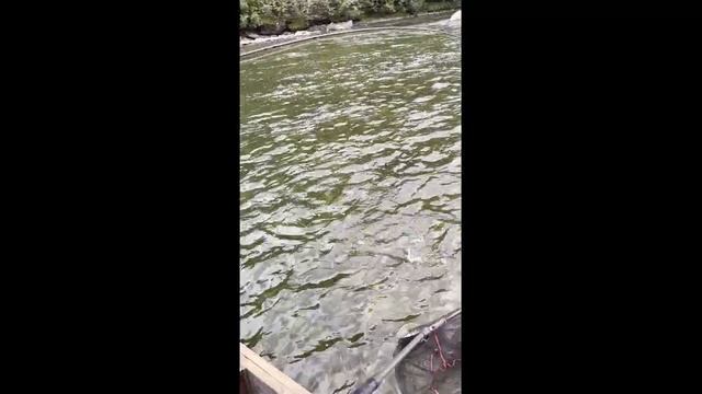 Рыбалка на реке Кызыл-Хем смотреть онлайн