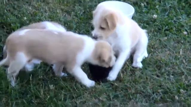 Kromfohrlander puppies 7 weeks playing B.MP4 смотреть онлайн