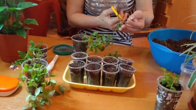 НЕМЕЗИЯ КРАСОТКА ЧЕРЕНКОВАНИЕ И УКОРЕНЕНИЕ.