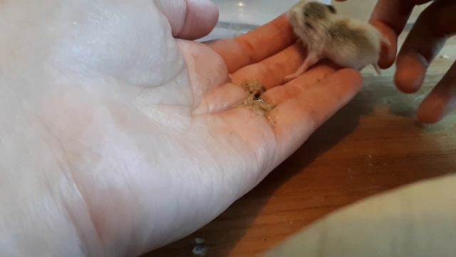 Ethical Hamster Breeders and Hand Raising the Runt of the Litter смотреть онлайн