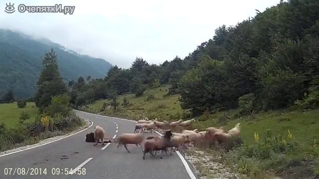 БОЭВАЯ ОВЦА И ПАСТУХ БОЙ З ОВЦОЮ😄😄😄😄 смотреть онлайн