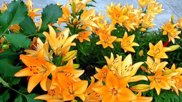 883.♫. Роберт Штольц - «Два сердца в три четверти такта»,вальс,1933,Two Hearts In Three-Quarter Time смотреть онлайн