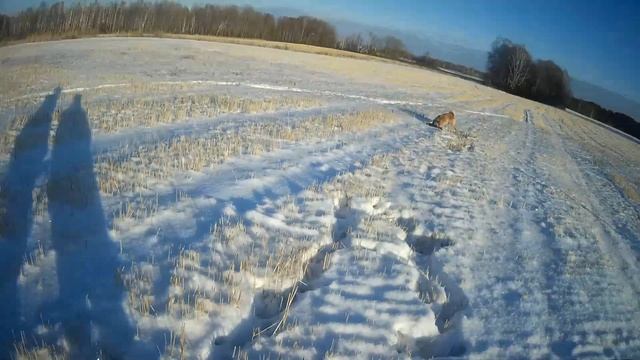 2 Енота -Почему ТУЗ? -В смысле козырный? смотреть онлайн