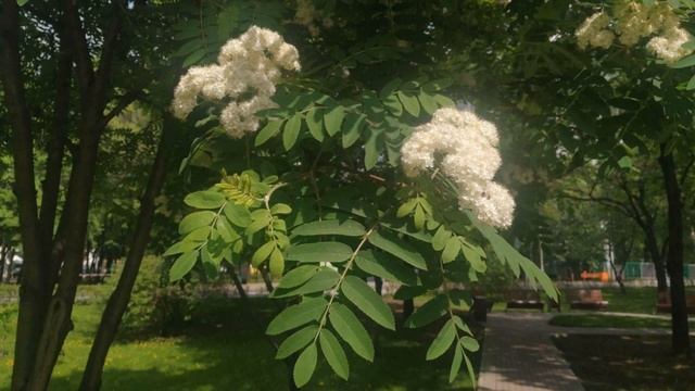 урок №4 /как нарисовать ЦВЕТЫ РЯБИНЫ карандашом смотреть онлайн