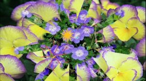 Долго цветущие многолетники для сада