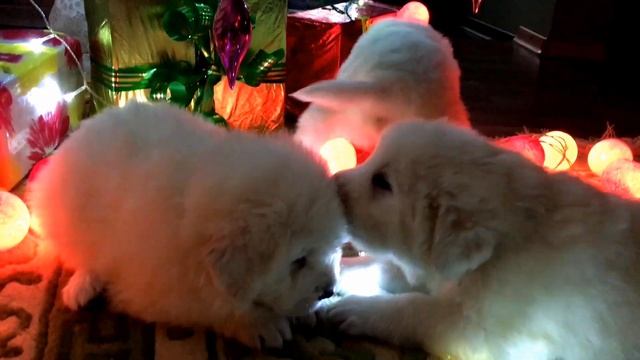 Новогодние Мареммо-Малыши :) смотреть онлайн