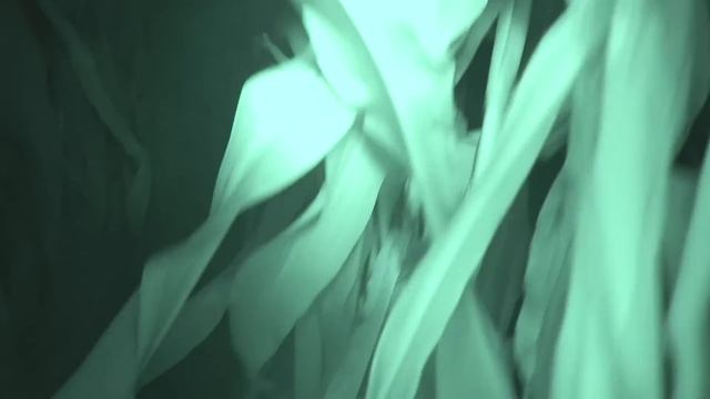 THE HAUNTED JEEPERS CREEPERS CORN FIELD GONE WRONG! смотреть онлайн