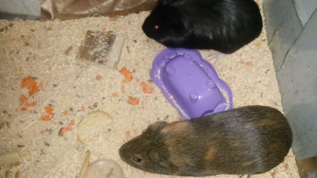 РАЗНОПОЛЫЕ СВИНКИ!? смотреть онлайн