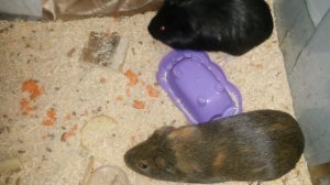 РАЗНОПОЛЫЕ  СВИНКИ!?