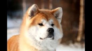 Акита-ину Описание породы