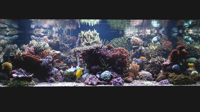 Stuart Bertram's amazing reef tank смотреть онлайн