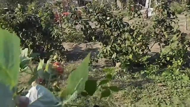 октябрь малина #малина #саженцы #ягода #ремонтантный смотреть онлайн