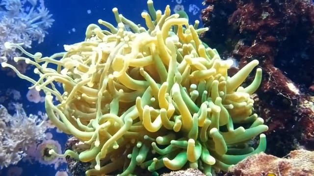 Эуфилия факельная зелёная Euphyllia glabrescens продажа смотреть онлайн