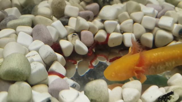 Золотой Аксоло́тль (Axolotl) на кормёжке.