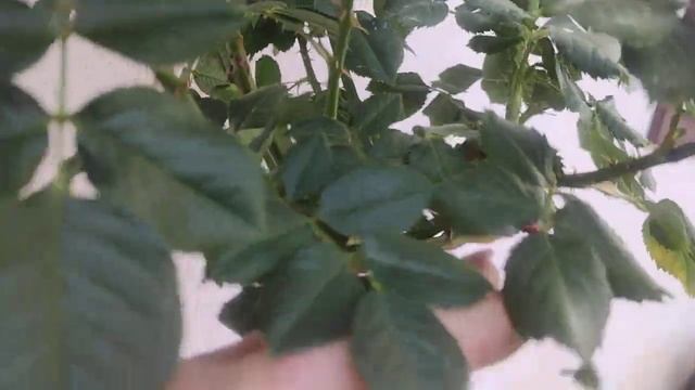 Розы ?Начало цветения Манстед Вуд ,Харлоу Карр,Голден Селебрейшен смотреть онлайн