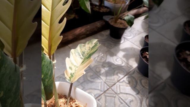 Philodendron Caramel Marble Variegata (Booked) смотреть онлайн