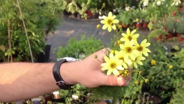 Coreopsis verticillata 'Moonbeam' - 'Holdfény' sárga virágú keskenylevelű menyecskeszem смотреть онлайн