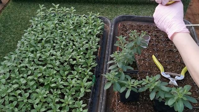 Черенкование калибрахоа