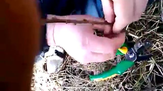 Прививка секатором смотреть онлайн