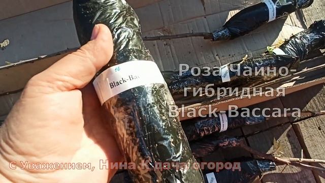 Я в шоке!Пришли Саженцы почтой.Распаковка Посылки из Интернет магазина Гарден Вуд)Где купить саженц смотреть онлайн