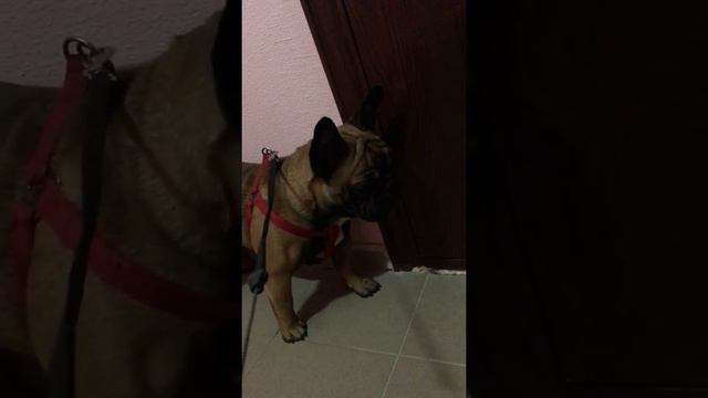 Вилли и соседский кот😅 смотреть онлайн