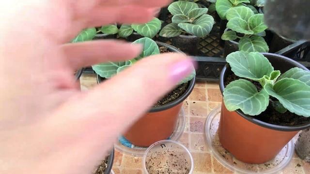 Выращивание Глоксиний из семян. Третья и последняя важная пикировка. 7 часть смотреть онлайн