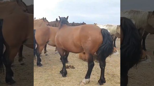 Казахская порода лошадей жабы.Жеребец Торыжалпак 2006 г смотреть онлайн