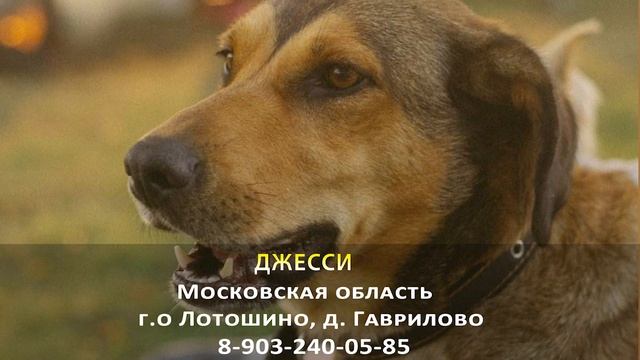 Пропала собака! ДЖЕССИ. Московская область, г.о Лотошино, д. Гаврилово смотреть онлайн