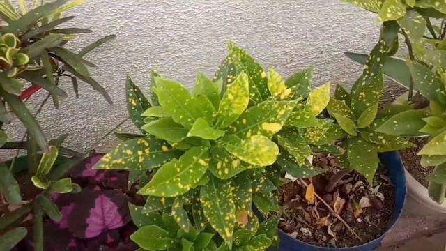White milybug problem in croton /SUMMER CARE of croton plant(In Hindi) смотреть онлайн