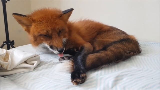 Жизнь с Лисой / MIKI THE FOX - Лиса Спит смотреть онлайн