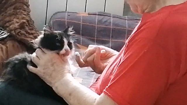 Щенок Ферб пока не встает. Соня хандрит после прививки. смотреть онлайн