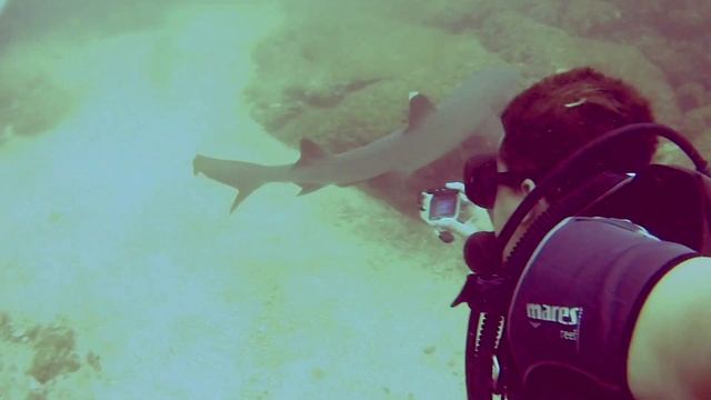 COSTA RICA | Las Catalinas Islands SCUBA Dive смотреть онлайн