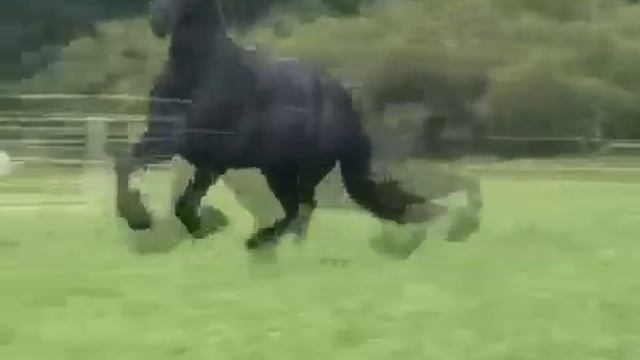 Фриз мощь, грация, красота Самая красивая порода лошадей Фризская лошадь Fresian horse смотреть онлайн