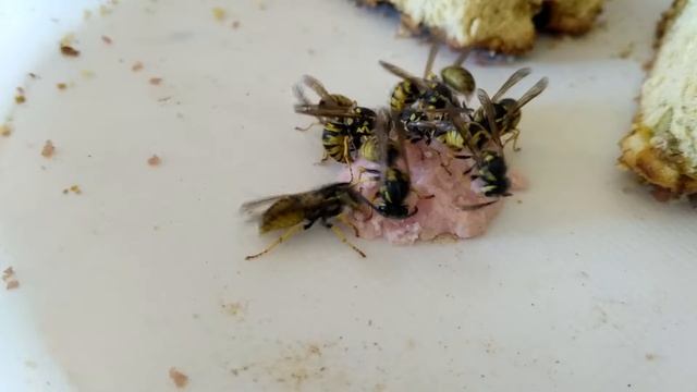 Осы хищники смотреть онлайн