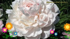 Пион молочноцветковый Ник Шейлор. Краткий обзор, описание paeonia lactiflora Nick Shaylor