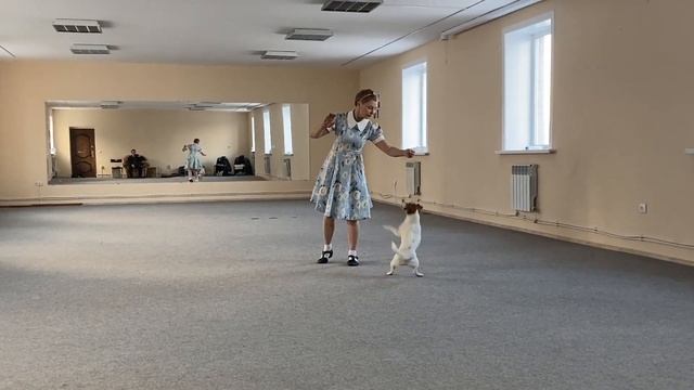 Как научить собаку командам Дрессировка собаки Танцы с собакой Терра. Элементы. 31.01.2023 г. смотреть онлайн