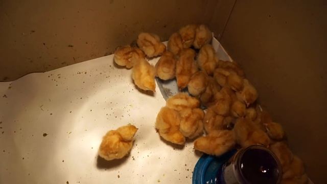 Суточные цыплята ЛОМАН БРАУН обязательно пропаиваю .... \Day-old chicken LOMAN BROWN смотреть онлайн