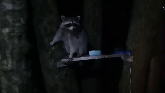 Еноты на чёрном море! Едят хлеб с руки смотреть онлайн