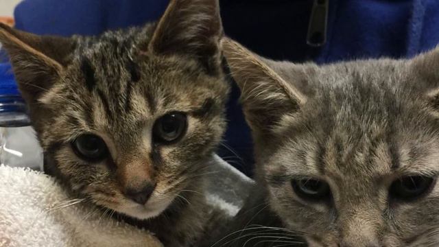 Котята больше не шевелились, лежали на снегу! а рядом с ней была клетка с другими смотреть онлайн